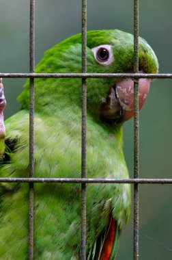 Kafesteki yeşil papağan