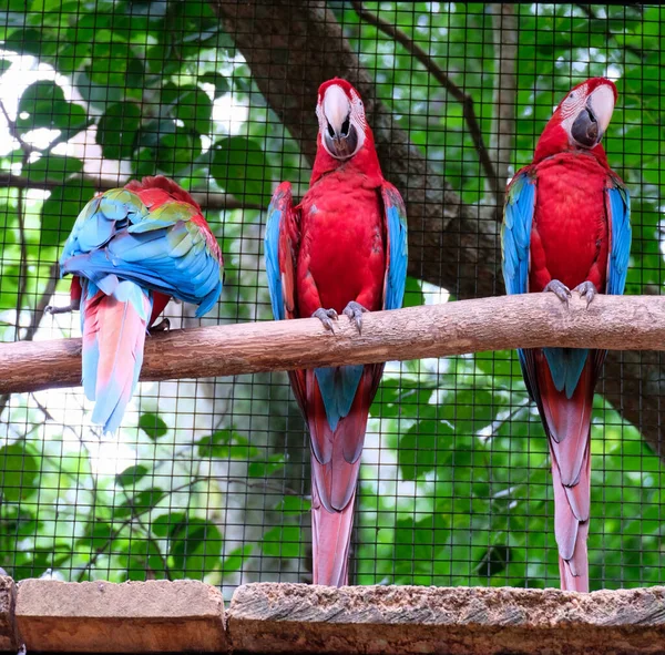 Brezilya 'da üç kırmızı papağan