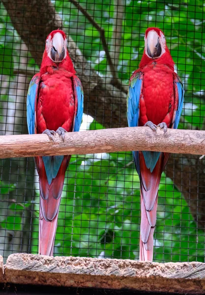 İki kırmızı papağan. Ulusal Park Foz-do-Iguazu, Brezilya
