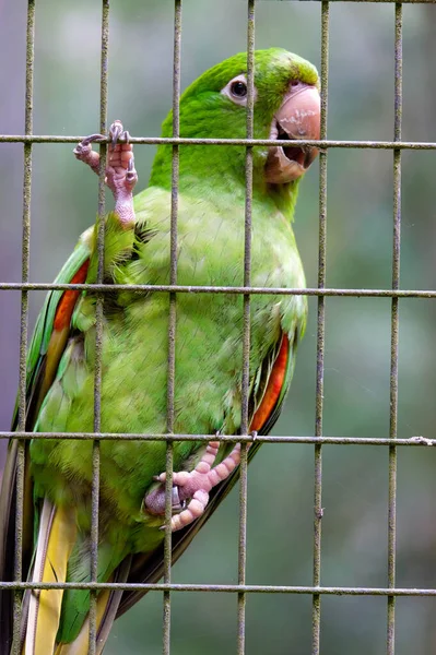 Groene papegaai achter tralies — Stockfoto