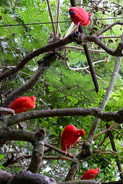 Cuatro pájaros ibis rojos —  Fotos de Stock