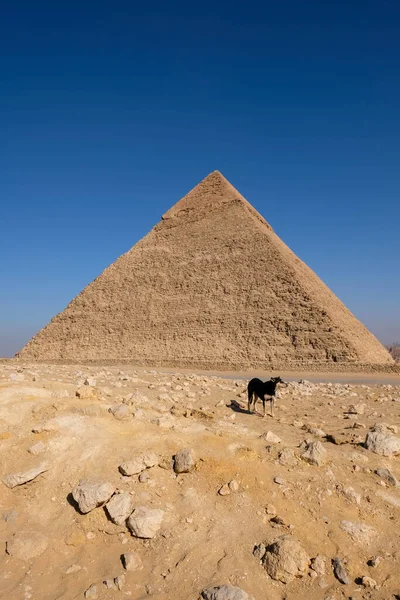 De hond, de piramide van Gizeh. Egypte — Stockfoto