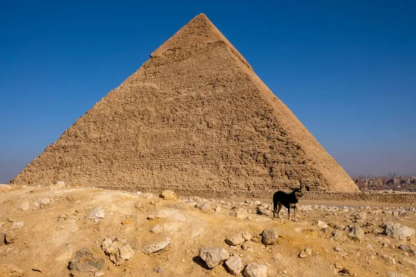 Köpek, Giza Piramidi. Mısır