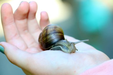 Avucunun içinde kocaman bir salyangoz oturuyor.