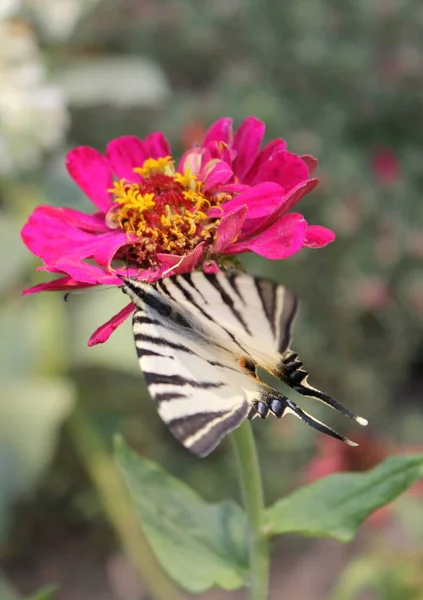 Swallowtail Butterfly Sitting Flower — Stock Photo, Image