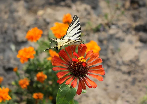 Borboleta Rabo Andorinha Sentado Uma Flor — Fotografia de Stock