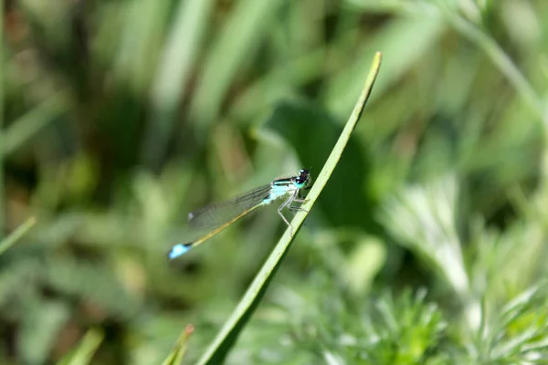 Dragonfly Sits Blade Grass — Stock Photo, Image