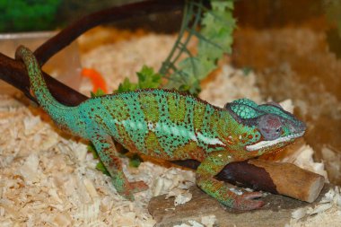 Ağaçtaki yeşil iguana