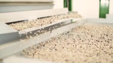 Ayçiçeği tohumları fabrikada soyuldu.