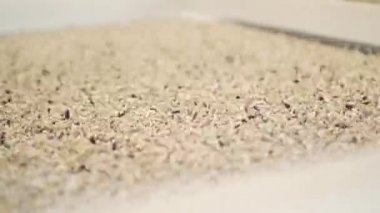 Ayçiçeği tohumları fabrikada soyuldu.