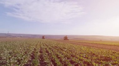 Şeker pancarı kökü toplama işlemi, güneş ışığı.