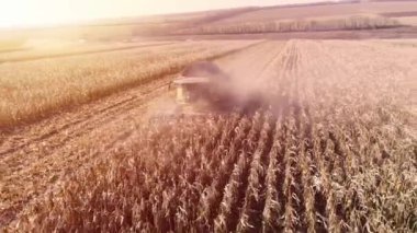 Sonbaharın başlarında mısır tarlasını hasat etmek. Katlanan Mısır Başlığı. Hava görünümü