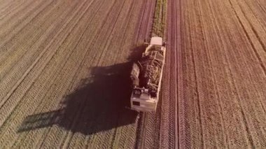 Sugar Beet root Harvesting process, sunlight. Aerial. Harvest machine