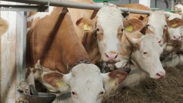 Fazenda Moderna Com Vacas Leiteiras Comendo Feno — Vídeo de Stock