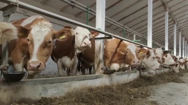 Moderner Stall Mit Melkkühen Die Heu Fressen — Stockvideo