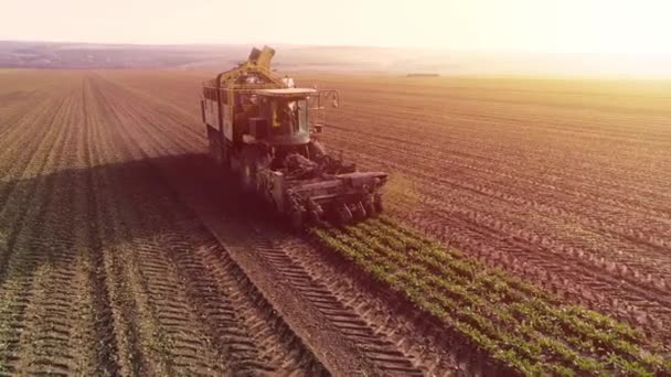Sugar Beet Root Harvesting Process Sunlight Aerial — Stock Video
