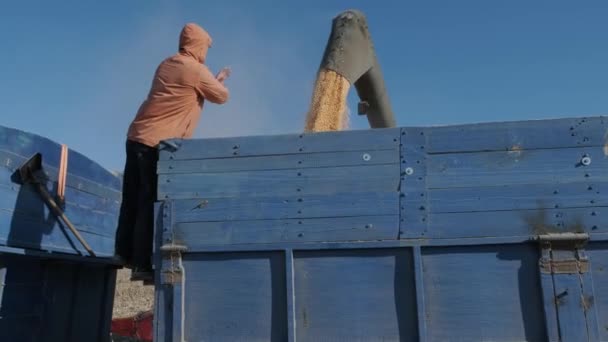 Mısır Tanelerini Ayıran Tarlada Çalışan Traktör Römorkunu Mısırla Dolduran Bir — Stok video