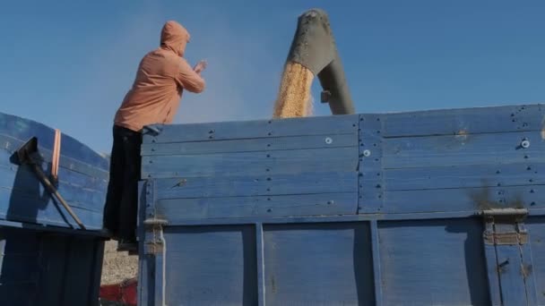 Máquina Para Separar Granos Maíz Trabajando Campo Llenando Remolque Tractor — Vídeos de Stock