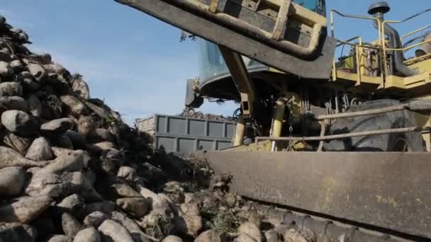 Montones Remolachas Azucareras Campo Máquina Autopropulsada Para Limpiar Cargar Remolacha — Vídeos de Stock