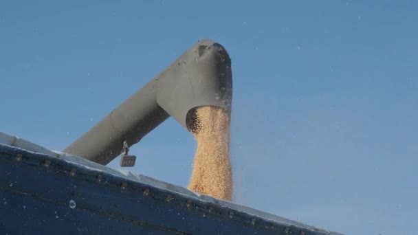 Machine Voor Het Scheiden Van Maïskorrels Werken Het Veld Het — Stockvideo