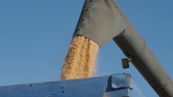 Machine Pour Séparer Les Grains Maïs Travaillant Sur Terrain Remplir — Video