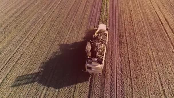 Sugar Beet Root Harvesting Process Sunlight Aerial Harvest Machine — Stockvideo