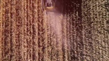 Sonbaharın başlarında mısır tarlasını hasat etmek. Katlanan Mısır Başlığı. Havadan üst görünüm