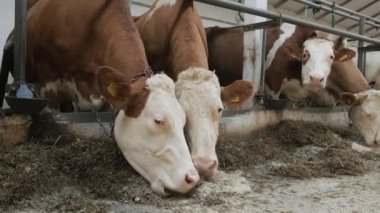 Çağdaş çiftlik inekleri saman yiyor.