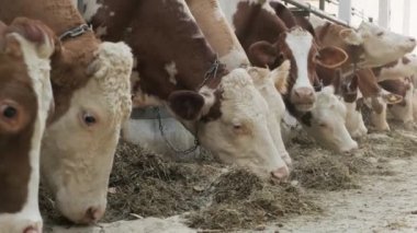 Çağdaş çiftlik inekleri saman yiyor.