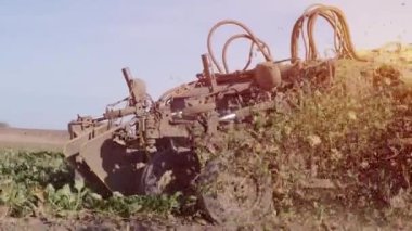 Sugar Beet root Harvesting process. Harvest machine. Close-up