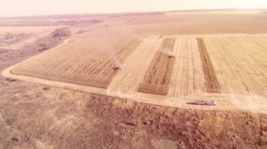Sonbaharın başlarında mısır tarlasını hasat etmek. Katlanan Mısır Başlığı. Hava görünümü
