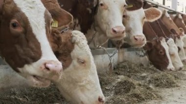 Çağdaş çiftlik inekleri saman yiyor.