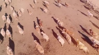 Ağılda ya da otlakta koşan bir sürü inek var. Köyde çok sığır var..