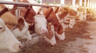 Çağdaş çiftlik inekleri saman yiyor.