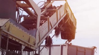 Meydanda bir yığın şeker pancarı var. Pistin kenarındaki şeker pancarını temizlemek ve yüklemek için yol kenarındaki bir kamyona itilmiş. Ropa