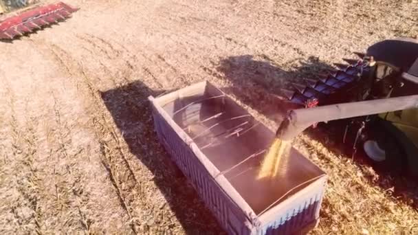Machine Pour Séparer Les Grains Maïs Travaillant Sur Terrain Remplir — Video