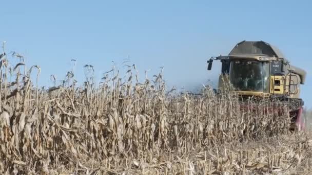 Сбор Кукурузного Поля Комбайном Начале Осени Складной Кукурузник — стоковое видео