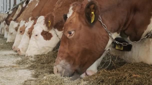 Moderní Farmářská Kravína Dojnými Krávami Které Jedí Seno — Stock video