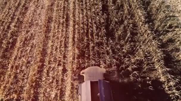 トウモロコシ畑の収穫は 初秋に結合します コーンヘッダーを折り畳む 空中風景 — ストック動画