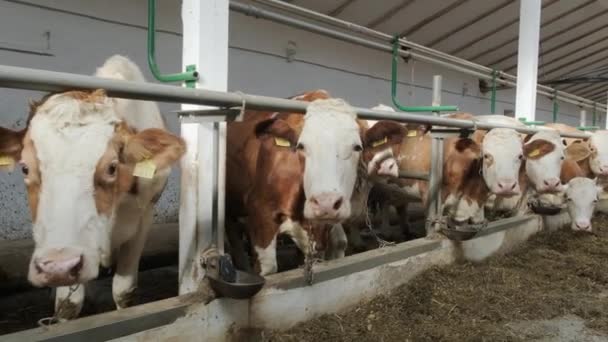 Cowshed Granja Moderna Con Vacas Ordeñando Comer Heno — Vídeo de stock