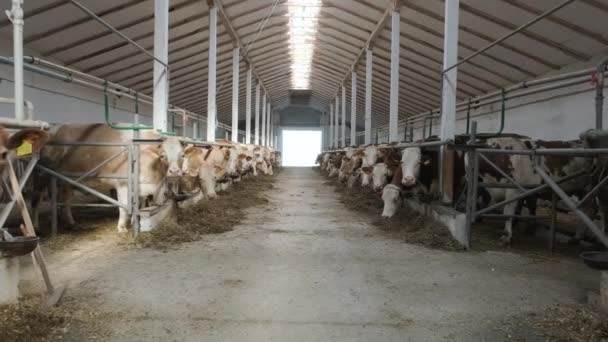 用奶牛挤奶吃干草的现代农场牛棚 — 图库视频影像