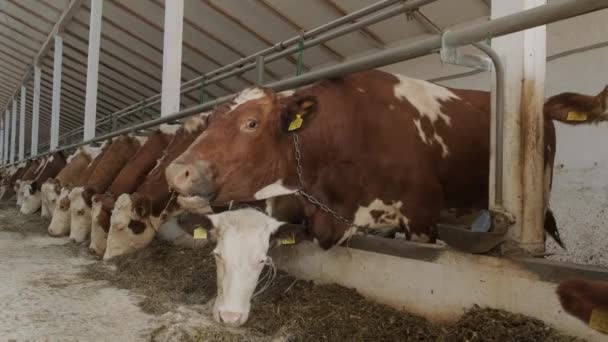 Moderner Stall Mit Melkkühen Die Heu Fressen — Stockvideo