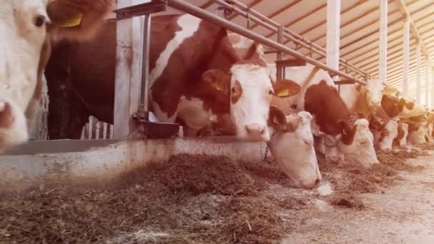 Σύγχρονη Αγροικία Αγελάδες Αρμέγματος Που Τρώνε Σανό — Αρχείο Βίντεο