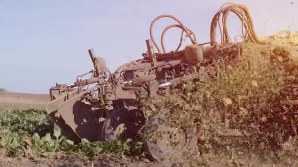 Sugar Beet Root Harvesting Process Harvest Machine Close — Stock video