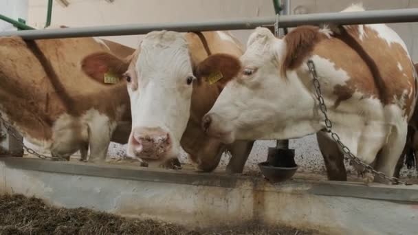 Fazenda Moderna Com Vacas Leiteiras Comendo Feno — Vídeo de Stock
