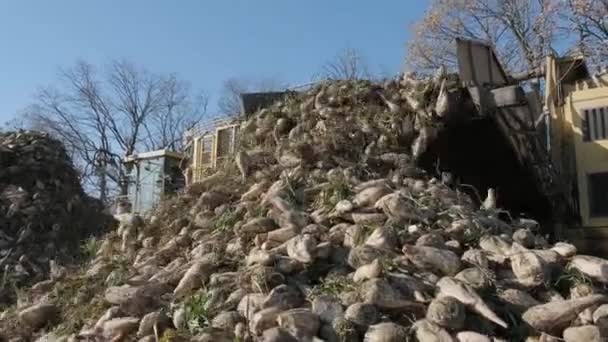 Stapelweise Zuckerrüben Auf Dem Feld Selbstfahrende Maschine Zur Reinigung Und — Stockvideo