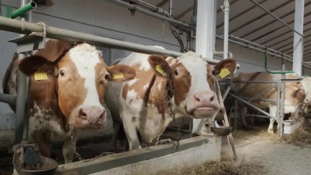 Moderne Boerderij Met Melkkoeien Die Hooi Eten — Stockvideo