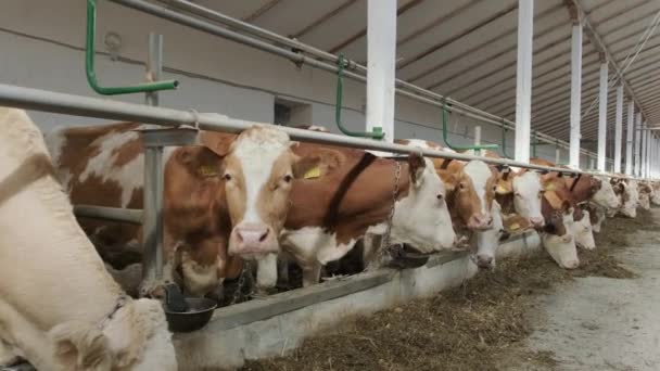 Cowshed Granja Moderna Con Vacas Ordeñando Comer Heno — Vídeos de Stock