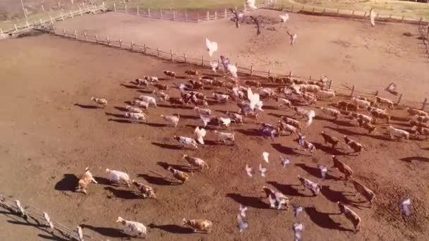 Загоне Загоне Много Бегущих Коров Много Скота Деревне Стая Летающих — стоковое видео
