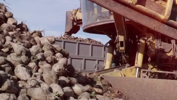 Stapelweise Zuckerrüben Auf Dem Feld Selbstfahrende Maschine Zur Reinigung Und — Stockvideo